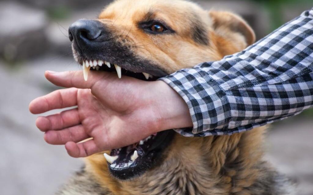 Stray Dog Menace