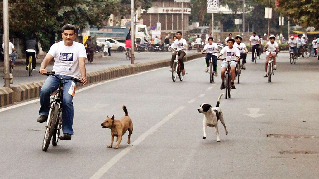 Stray Dog Menace
