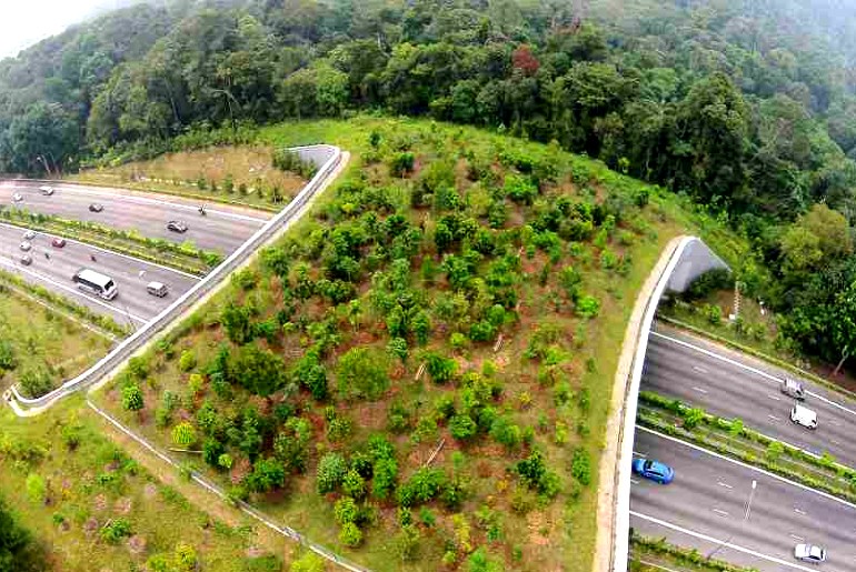 Wildlife Overpass Corridor